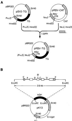 Fig.  1  A  illustrates  the  construction  of the  plasmid  vector  used  for expression  of VSV  TG  protein  in  AtT-20  cells