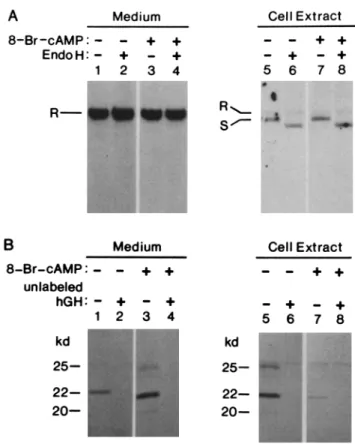 FIGURE  3  Effect  of  secretagogues on  the  secretion  of  (A)  the  TG  protein  and  (B)  hGH