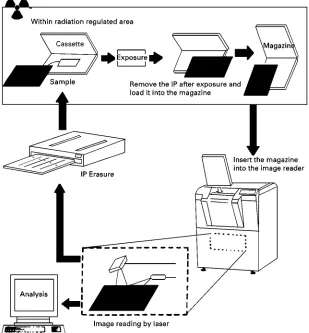 Figure 5Illustration of the phosphoimaging process. IP, Imaging plate. (Courtesy of Fuji Photo Film Co