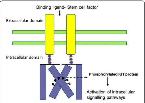 Figure 1 The structure of KIT/CD117 and the signaltransduction. KIT is a transmembrane receptor type tyrosine knase.The stem cell factor/KIT ligand binds to KIT and activates the KITtyrosine kinase