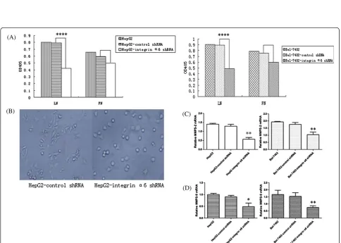 Figure 3 Cells were cultured in Transwell chambers with the upper part coated with laminin (LN) or fibronectin (FN) respectively forHepG2 cells infected by control shRNA plasmids invaded FN.decreased invasion potential after the knockdown of integrinincrea