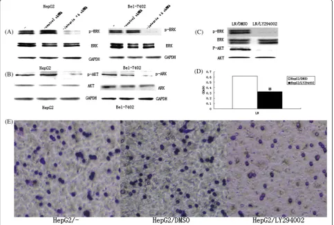 Figure 5 Expression levels determination of PI3K/AKT and MAPK/ERK. (A) Western blot assay revealed the expression level of p-ERK waslower in HepG2 and Bel-7402 cells transfected with integrin α6 short hairpin RNA (shRNA) plasmids, while the expression of E