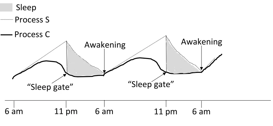 Figure 2.1 The two-process model (Adapted from Borbely, 1982) 