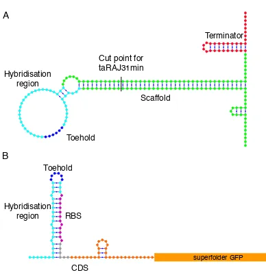 Figure 2.2 – Secondary structure of the computationally designed taRAJ31 system