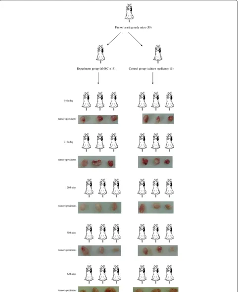Figure 1 Experiment design groups and works flow methods. The schematic diagram shows a group situation