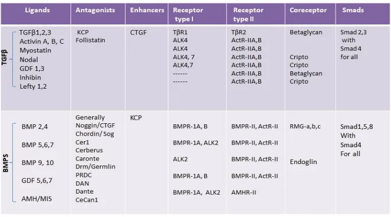 Table 2. Representation of ligands, antagonists, receptors, coreceptors and smads proteins relationships to the TGFβ and BMP branches of the TGFβ superfamily signaling pathway (Lin et al., 2005; Massague, 2008; Soofi et al., 2013)