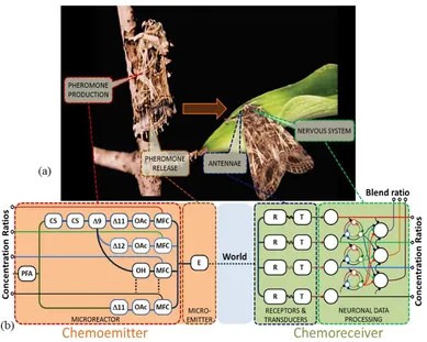 Figure 1.1. (a) A schematic diagram showing the relation between the primary biological components of the pheromone-based insect communication (b) Corresponding bio-inspired modules that form a possible configuration of a biosynthetic infochemical communic