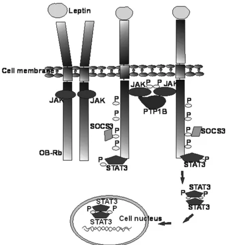 Fig. 3. JAK/StAt pathway activation by ob-rb leptin re-proteins and of ob-rb receptor