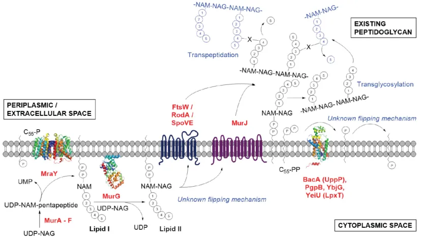 Figure 1.2. Peptidoglycan synthesis pathway13
