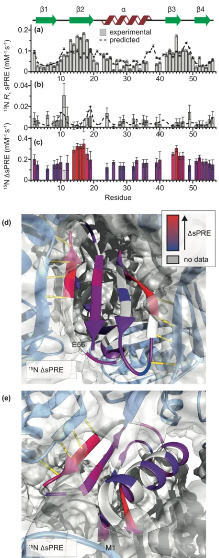 Figure 2.1. Experimental15N R1 solvent PREs for GB1 (a) in solution and (b) in a crystal