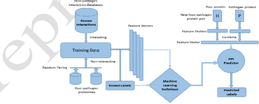 Fig. 1. Framework of machine learning techniques in host-pathogen protein-protein interactions (PPIs) prediction.