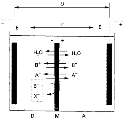 Figure 3Domain dialysis across a microporous membrane. �,Donnan potential; E, electrodes; U, outer voltage.