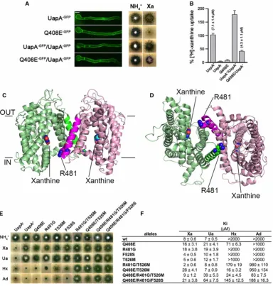 Figure 1. Role of oligomerization of UapA.(expressing the WT and mutant forms of UapA
