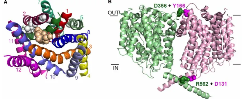 Figure 2. Monomer versus oligomer transporter structures.(regions are shown. Each transmembrane region is individually coloured and labelled