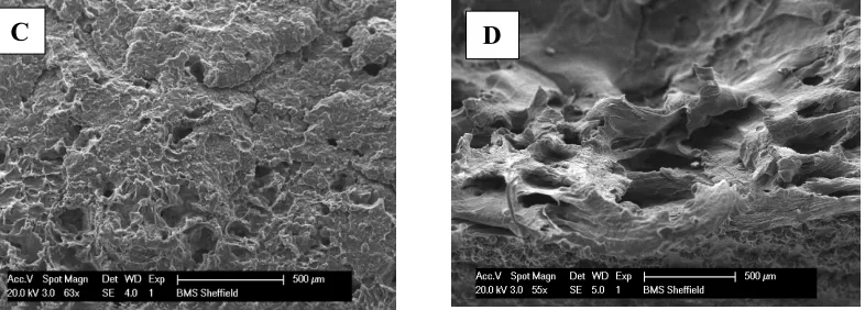 Figure 6- Fracture surface of samples broken under A,C)tension-tension and B,D)tension-compression cyclic loading  