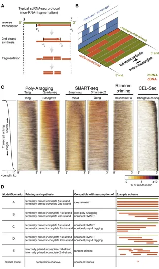 Figure 1. cDNA Conversion Yields Biases of