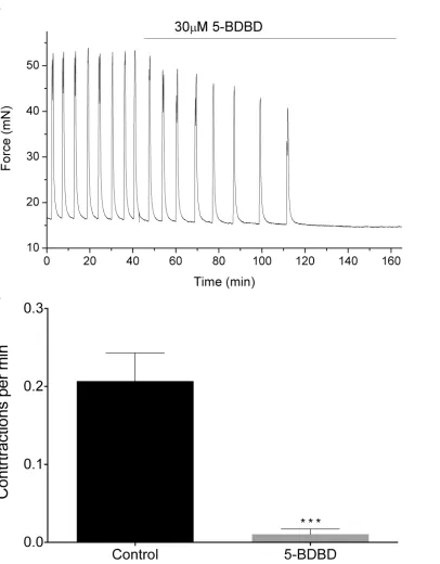 Fig 9. Effect of increasing the extracellular ATP concentration. Simulation of the mathematical model in free-running mode, showing the effect ofincreasing the extracellular ATP concentration on the myometrium AP waveform