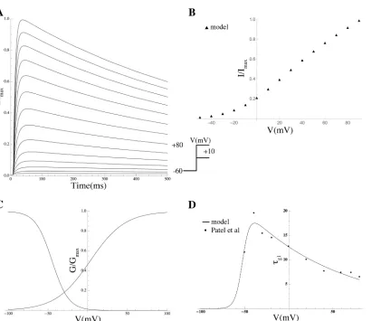 Fig 19. Properties of IKv9.3. (A) Normalised IKv9.3 current trace in simulated voltage-clamp experiments