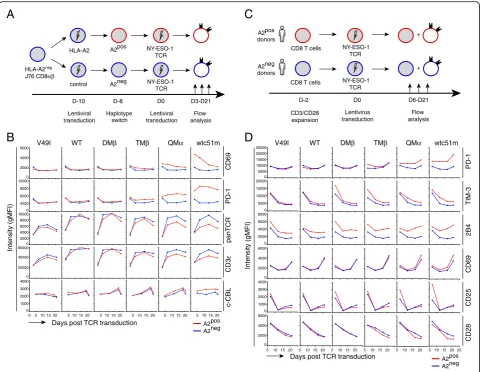 Fig. 2 Kinetics of the expression of co-activating/inhibitory surface receptors upon affinity-increased TCR transduction in the absence of cognatepeptide antigen