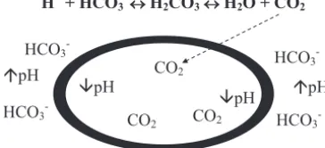 FIGURE 1Fate of carbon dioxide (CO2) after administration of sodium bicarbonate. The oval indi-cates the cell membrane.