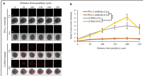 Fig. 5 3D spheroid penetration of the CLP002 peptide and anti-PD-L1 antibody. 3D tumor spheroids of MDA-MB-231 cells were generated tocompare the tumor penetration capability of the CLP002 peptide and the anti-PD-L1 antibody (BioXcell, 29E.2A3)