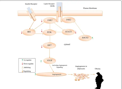 Figure 1 Obstruction of Jak/Stat3/PI3K-dependent pathways stimulated VEGF to stimulate angiogenesis in adipocytes thereby leadingto obesity.