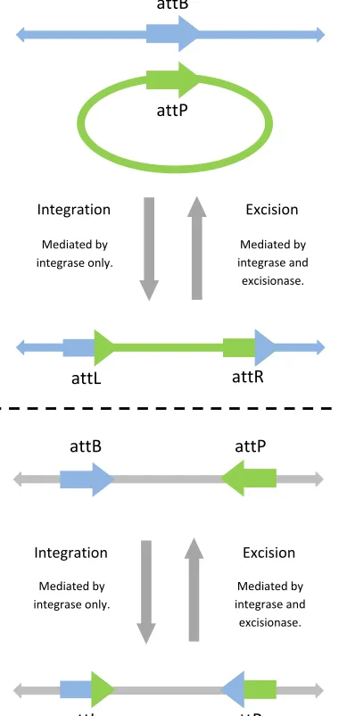 Fig. 1. Schematic diagram of DNA recombination mechanisms. Top: the phagegenome attachment site, attP, is integrated into the host chromosome attachmentsite, attB