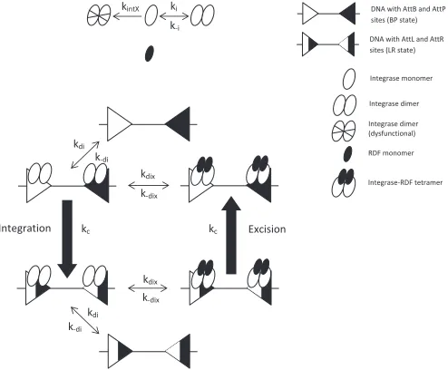 Fig. 3. The DNA recombination reaction network adapted from [11]. Theexclusion of SSR expression and degradation coupled with the inclusion ofdysfunctional integrase dimerisation accounts for our in vitro experimentalconditions.