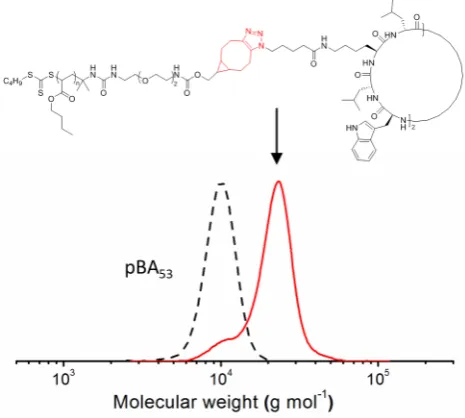 Figure 6. Normalized SEC traces of pBA53-NCO and the cyclic peptide conjugate obtained after 
