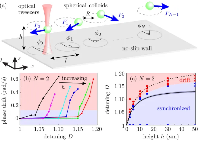 FIG. 1. Experimental setup and results. (a) Microspheres of radius apair vs detuninghRexperimental regions of synchrony (blue) and drift (red), the boundary from hydrodynamic simulations (dashed),and theory from Eq