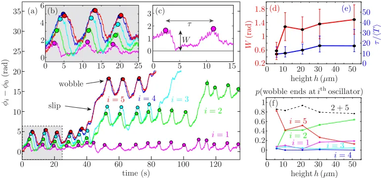 FIG. 3. Experimental phase dynamics. (a),(b) Phase difference relative to the ﬁrst rotor, φrotor period), shown as a function ofrotor11.7i − φ0, at h = μm