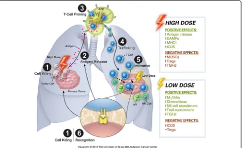 Fig. 4 Visual representation of two uses of radiation and how low-dose radiation and high-dose radiation affect the immune cell cycle