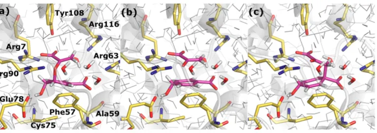 Figure 3. Optimised structures of (a) chorismate, (b) the transition state and (c)prephenate in the chorismate mutase enzyme using large-scale DFT calculations [212].Reproduced with permission from the American Chemical Society.