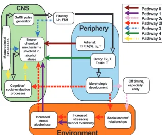 FIGURE 1Schematic overview of the potential pathways and mech-anisms through which puberty may affect risks for alcoholuse and abuse