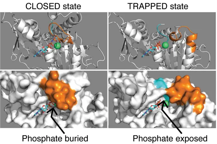FIGURE 2The phosphate tube. Cartoon and spaceﬁlling views of the catalytic center, withkinesin-5.ADP complex with STLC inhibitor.CLOSED state and the gamma phosphate and the Mgswitches colored as for Figure 1