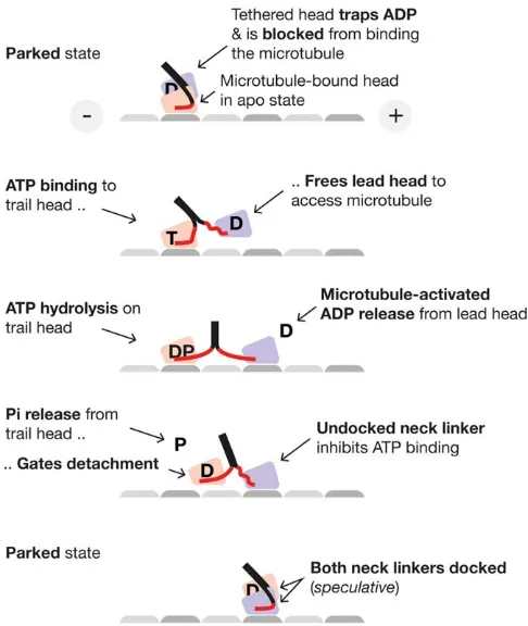 FIGURE 3Neck linker docking and the coordination of molecularthe mechanism constraining the tethered head, it is clear that thewait-ATP state is pivotally important