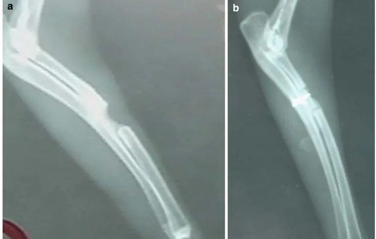 Fig. 2 Radiographs of forelimb