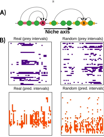 Figure 1. A) Examples of interval and non-interval “diets”.Once species have been arranged along some hidden (niche)axis, species A is said to have an interval diet if all theirprey occupy contiguous positions, while species B has a non-interval diet