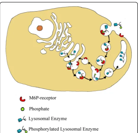 Fig. 1 Mannose-6-phosphate (M6P) residues on the oligosaccharidechains of lysosomal enzymes are recognized by specific receptorspresent in the cell