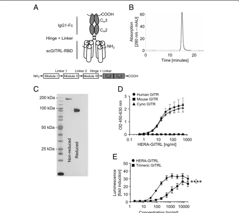 Fig. 1 Structure, production and activity of HERA-GITRL.PAGE.analytical SEC; purified HERA-GITRL was detected by online measurement of absorption at 280 nm