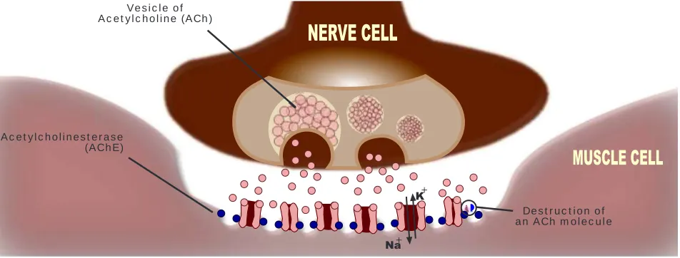 Fig. 10. Representation of neuromuscular junction. Motor neurons release ACh molecules and they diffuses through the synapse and bind ACh receptors