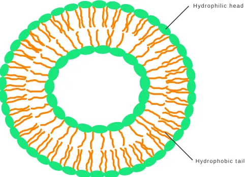 Fig. 4. Liposome’s lipid bilayer structure.
