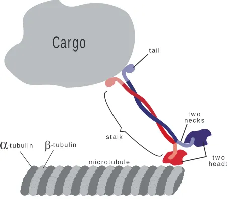 Fig. 5. Structure of the microtubule and the kinesin motor.