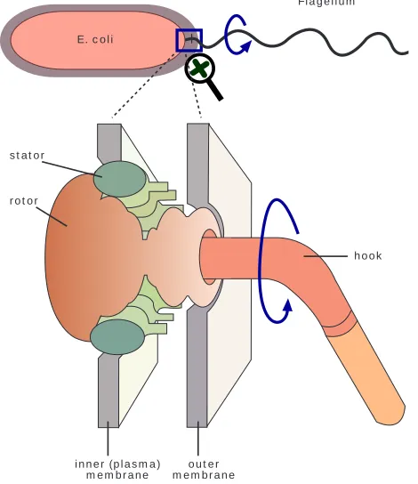 Fig. 8. Flagellated bacteria and the structure of ﬂagella.