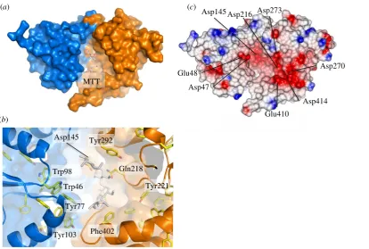 Figure 2. Putative substrate binding cleft of UspC. (blue and orange, respectively. Maltotetraose (MTT) was placed according to the secondary structure-matched superposition of UspCsuperposition with MTT-bound GacH