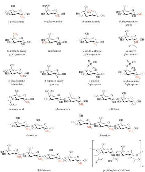 Figure 4. Panel of selected carbohydrates probed in the thermal shift assay. Carbohydrate ligands used in the thermal shift assay, and comparison with the PGbackbone.