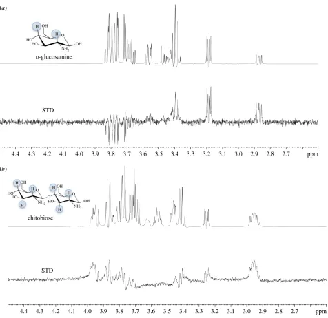Figure 5. STD-NMR analysis of amino-sugar binding to UspC(top) and presence (bottom) of 30Nt