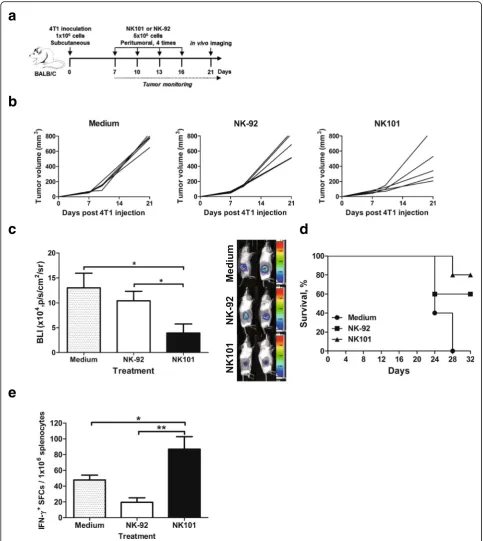 Fig. 6 Anti-tumor effects of NK101 and NK-92 in immunocompetent 4T1 tumor model. a Experiment schema: Balb/c mice were injected with1 × 106 cells of 4T1 expressing EGFP-fLuc cells subcutaneously