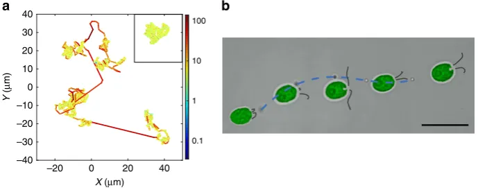 Figure 2 | Microparticle behaviour within the active suspension. (drives the colloid along the dashed line