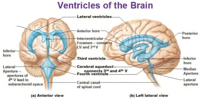 Figure 2. 1: Brain and Its Parts[3] 
